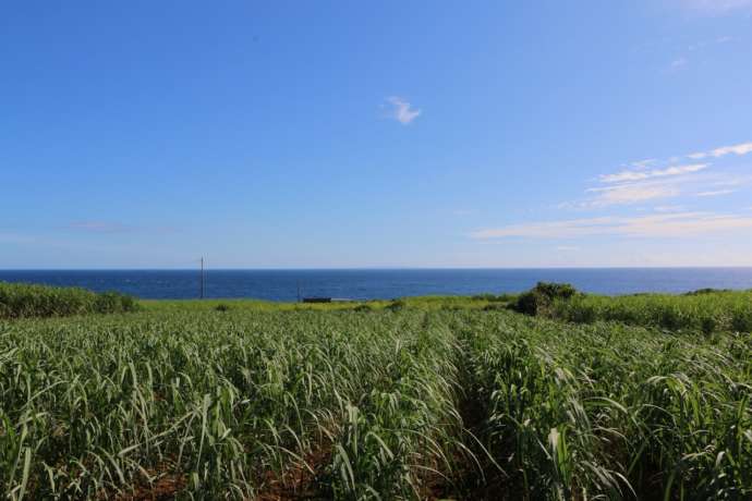 鹿児島県伊仙町のサトウキビ畑と海