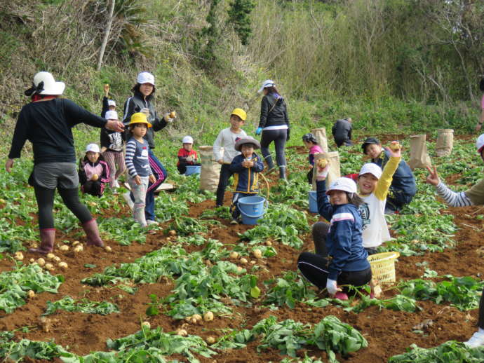 伊仙町の児童の農業体験の様子