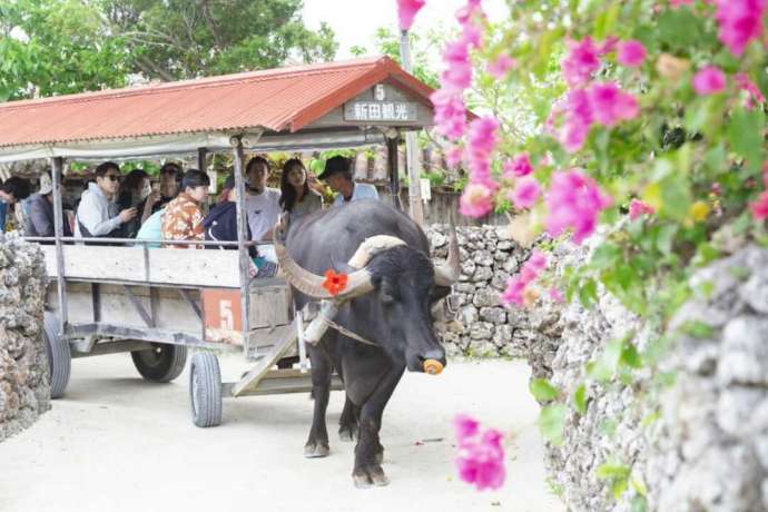 石垣島 ADVENTURE PiPiのツアーで上陸する竹富島の水牛車
