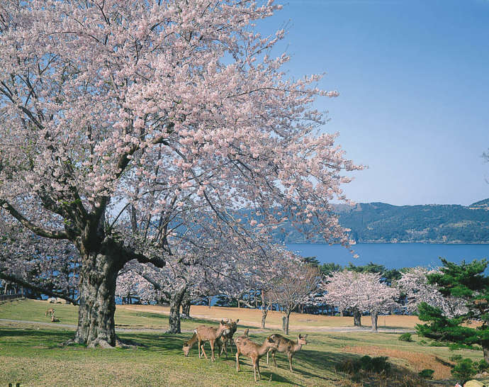 金華山・鹿山公園の桜と鹿