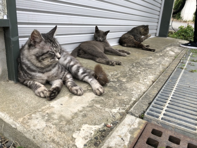 田代島の猫たち