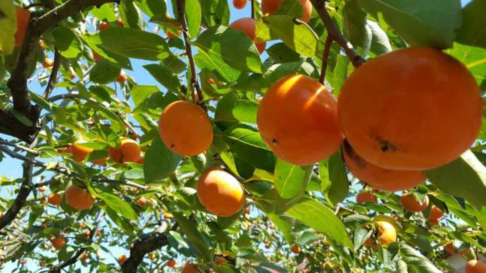 石岡市の果樹園で栽培されている柿