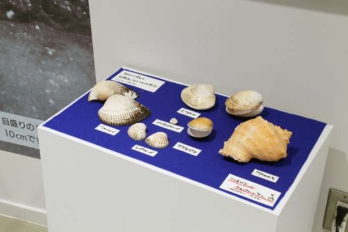 「一色学びの館」2階で展示される市内の貝塚から発見された貝類