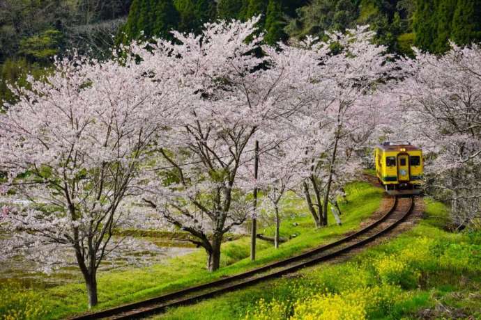 東総元駅と久我原駅間にある桜のトンネル