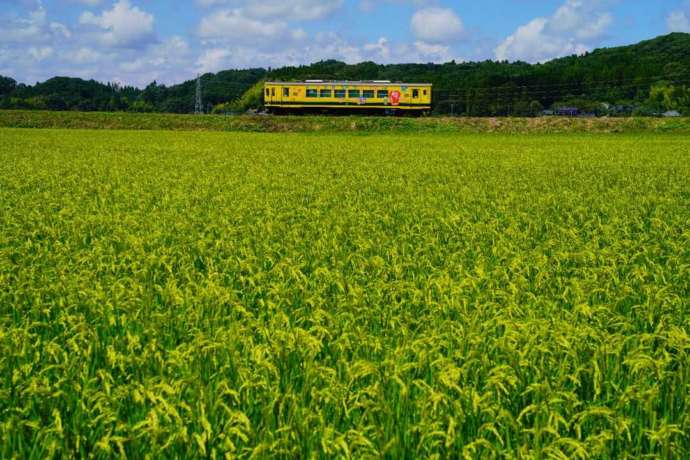 稲穂が茂る田んぼの中を走るいすみ鉄道の列車