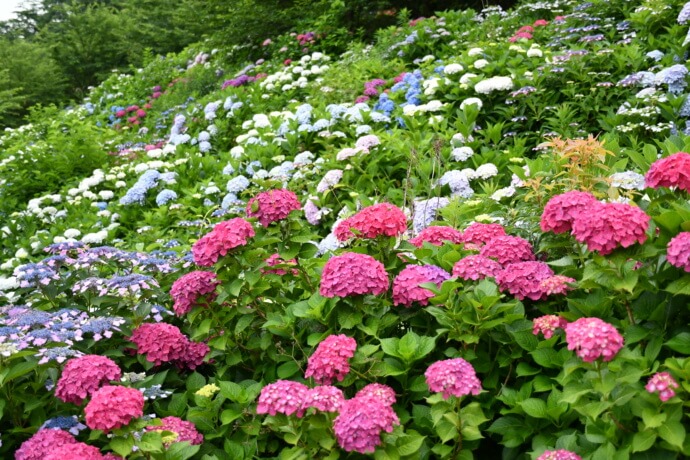 福岡県糸田町にある「金山アジサイ園」に咲くあじさいの写真