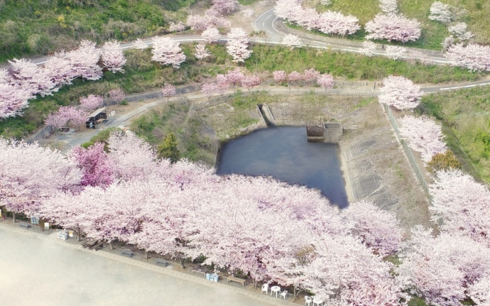福岡県糸田町にある「金山サクラ園」に咲く満開の桜の写真