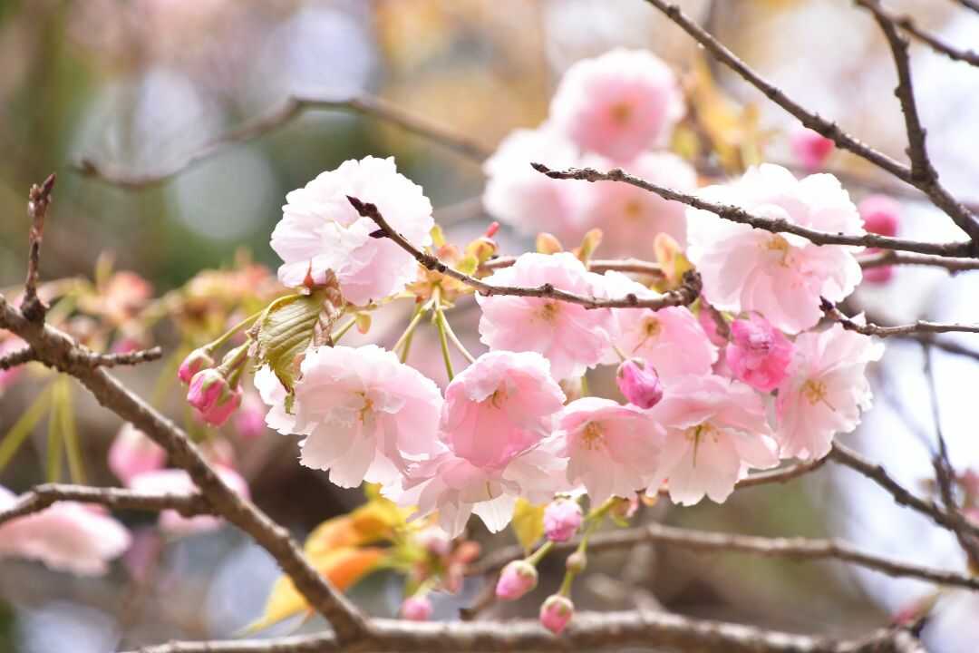 福島県耶麻郡にある磐椅神社の大鹿桜
