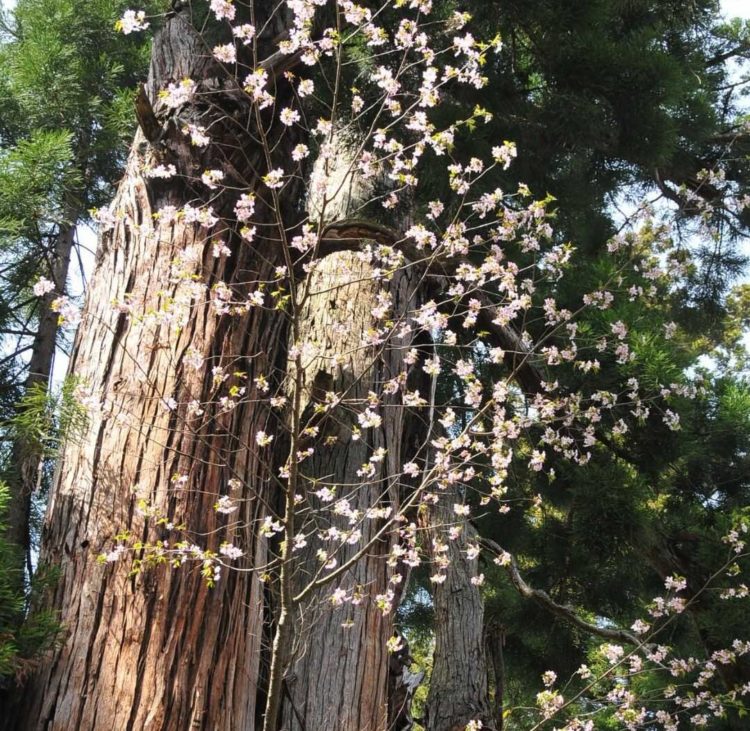福島県耶麻郡にある磐椅神社のえんむすび桜