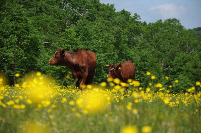 岩泉町で育てられている短角牛