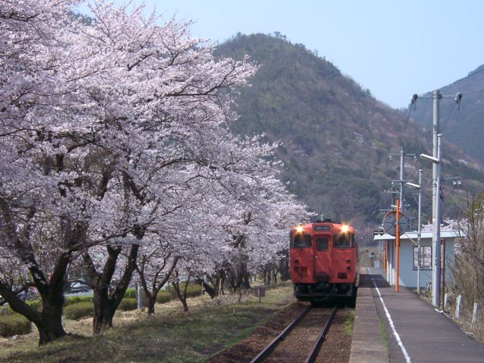 桜のシーズンの大岩駅