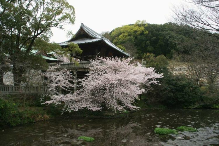 石清尾八幡宮の桜の時期のお堀