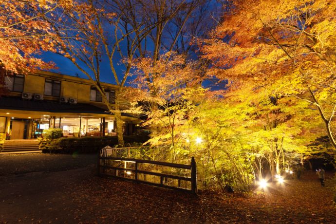 「岩寿温泉旅館 岩寿荘」の敷地内の様子（紅葉のライトアップ・秋）