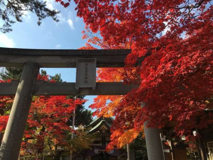 彌彦神社の赤や黄色に色づいた紅葉が美しい秋の様子