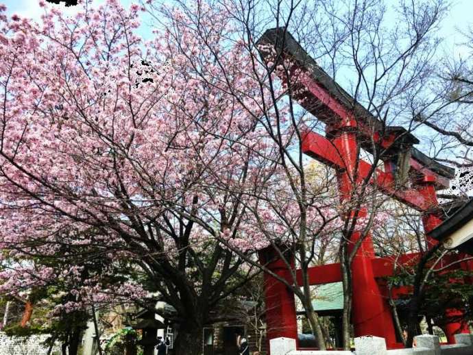 彌彦神社の赤い鳥居と咲き誇る桜