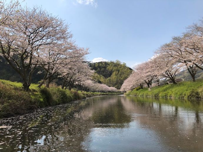 静岡県松崎町にある那賀川沿いの桜並木