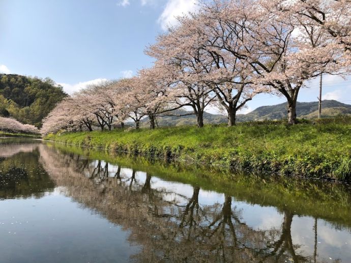 見ごろを迎えた那賀川沿いの桜並木の様子