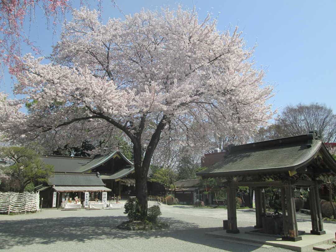 神奈川県秦野市にある出雲大社相模分祠の境内に咲く桜