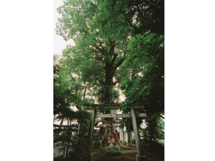 神奈川県秦野市にある出雲大社相模分祠の千年の大けやき
