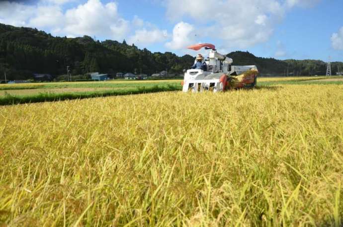 グリーンスパいすみが力を入れているいすみ米の収穫の様子
