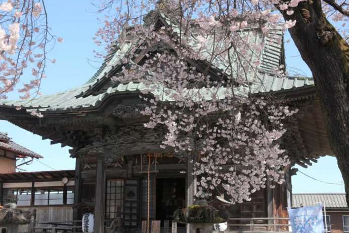 桜と旗下山慈眼寺の観音堂