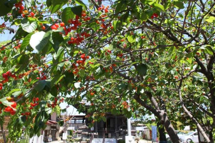 旗下山慈眼寺にあるサクランボの木