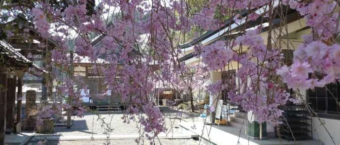 周山 慈眼寺の境内に植えられている枝垂桜