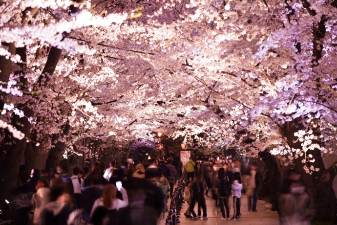 高田城址公園の夜桜の風景