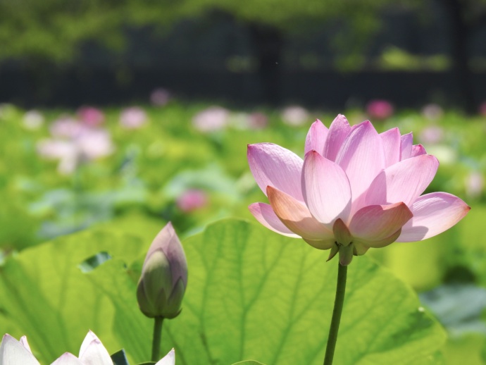 高田城址公園の蓮の花