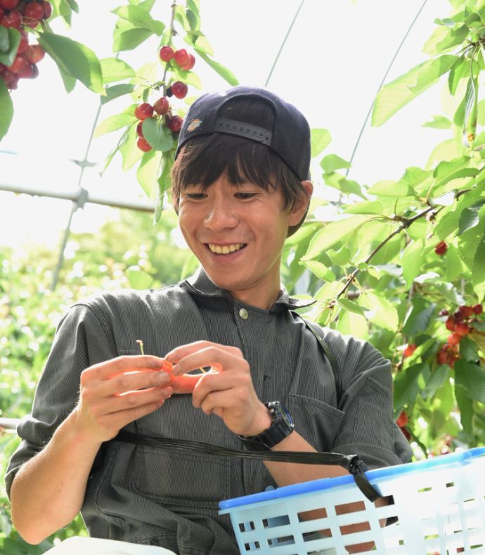 定山渓ファームの果物園でさくらんぼを栽培しているスタッフ