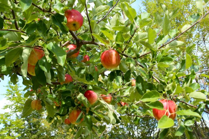 定山渓ファームでのフルーツ狩りデートで食べられるリンゴ