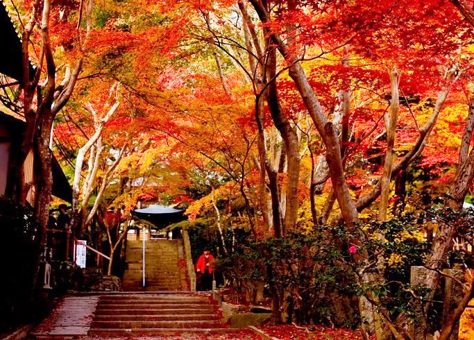大阪府高槻市にある神峯山寺が紅葉で包まれる様子