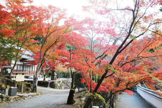 大阪府高槻市にある神峯山寺での紅葉風景