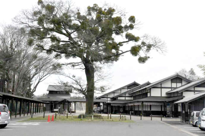 太田宿中山道会館の外観と御神木の榎