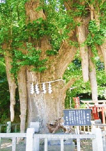 神奈川県三浦市の海南神社のご神木