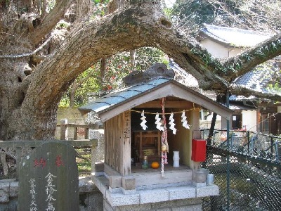 神奈川県三浦市にある海南神社の御神木