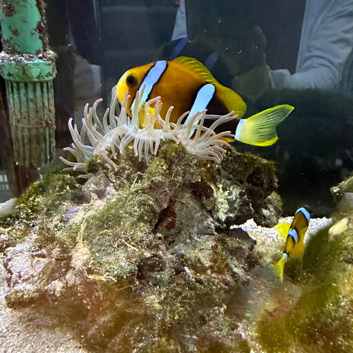 水族館の水槽で飼育されているカラフルな魚