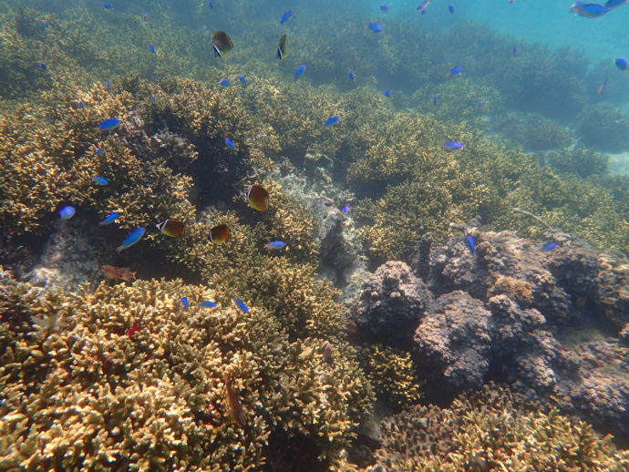 竹ヶ島海域公園で見られるサンゴと魚たち