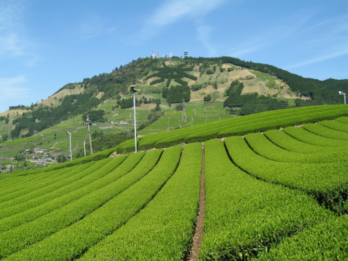 掛川市の茶畑