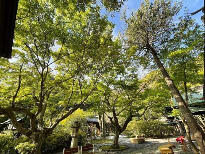 新緑に包まれた鎌倉宮の境内の様子
