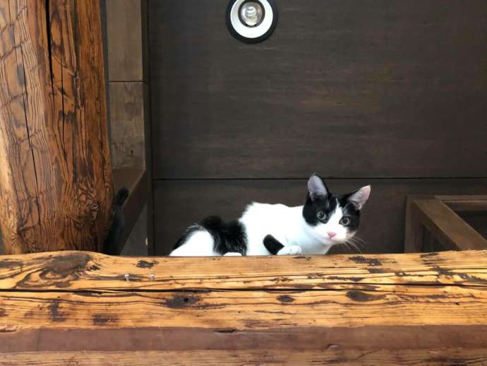 神奈川県鎌倉市の保護猫カフェ「鎌倉ねこの間」で梁の上にいる猫を見上げる