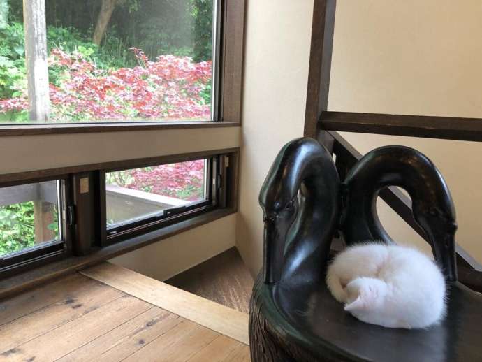 神奈川県鎌倉市の保護猫カフェ「鎌倉ねこの間」にある椅子の上で丸くなる猫