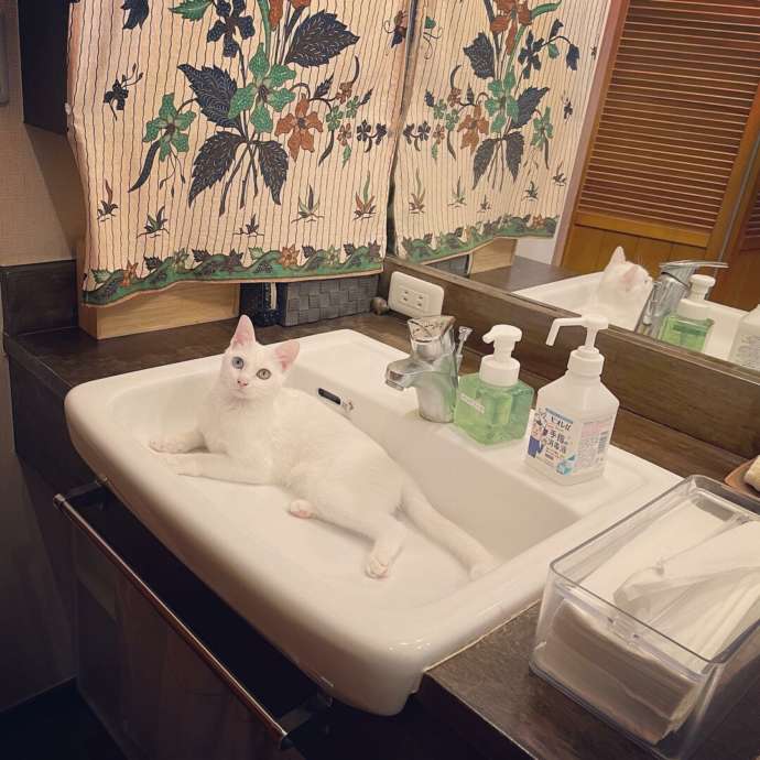 神奈川県鎌倉市の保護猫カフェ「鎌倉ねこの間」にある洗面台でくつろぐ猫