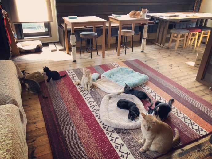神奈川県鎌倉市にある保護猫カフェ「鎌倉ねこの間」でくつろぐ猫たち