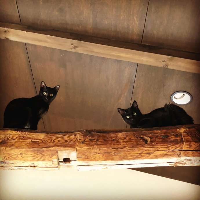 神奈川県鎌倉市にある保護猫カフェ「鎌倉ねこの間」の梁にのぼった黒猫たち