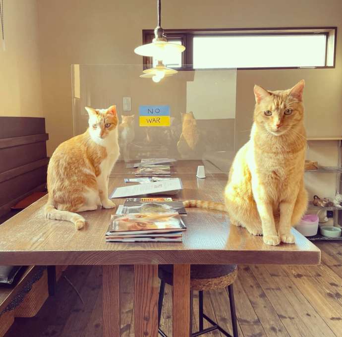 神奈川県鎌倉市にある保護猫カフェ「鎌倉ねこの間」のテーブルにのぼった猫たち