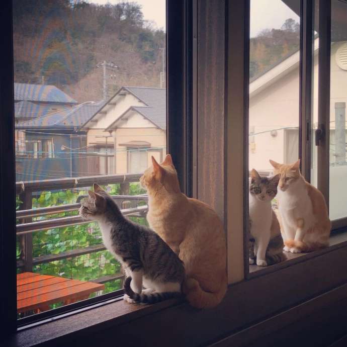 神奈川県鎌倉市にある保護猫カフェ「鎌倉ねこの間」にいる猫たちが窓外の景色を眺める様子