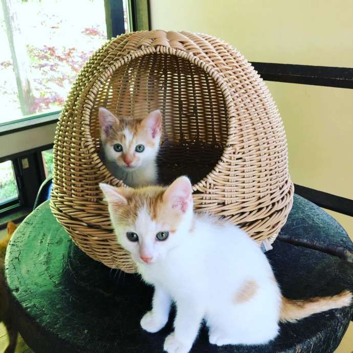 神奈川県鎌倉市にある保護猫カフェ「鎌倉ねこの間」の子猫2匹