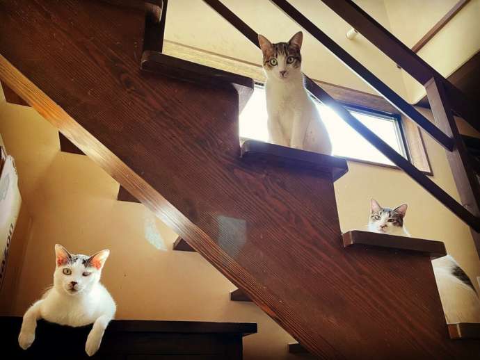 神奈川県鎌倉市にある保護猫カフェ「鎌倉ねこの間」の階段に佇む猫たち