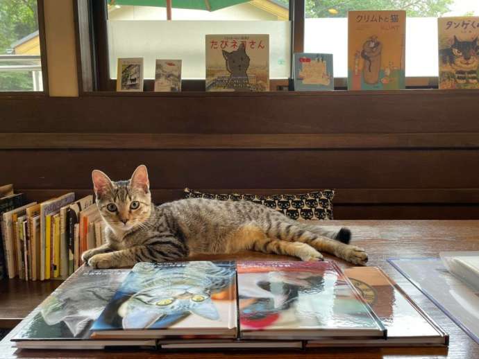 神奈川県鎌倉市の保護猫カフェ「鎌倉ねこの間」にある絵本